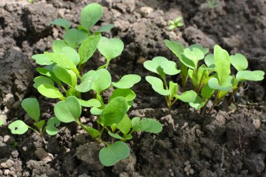 Genç roka (Eruca sativa) bahçedeki tohumlardan filizlenir.