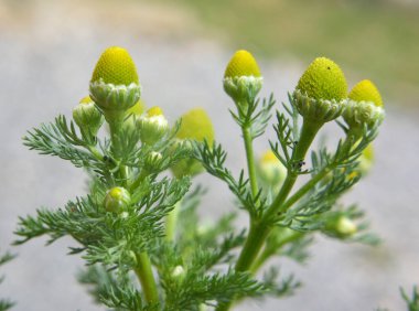 Kokulu papatya çayı (Matrikaria diskoidea) vahşi doğada yetişir.