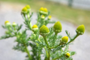 Kokulu papatya çayı (Matrikaria diskoidea) vahşi doğada yetişir.