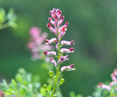 Fumaria officinalis baharda doğada çiçek açar.
