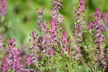 Fumaria officinalis baharda doğada çiçek açar.