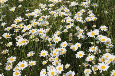 Papatyalar vahşi doğada açar (Leucanthemum vulgare)