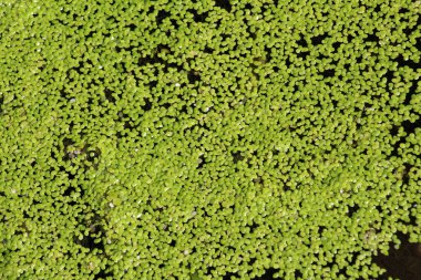 İlaç bitkisi küçük ördek yosunu (Lemna minör) bir su deposunda yetişir.