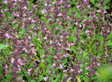 Yazın, Teucrium chamaedrys otların arasında yetişir.