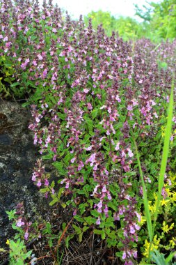 Yazın, Teucrium chamaedrys otların arasında yetişir.