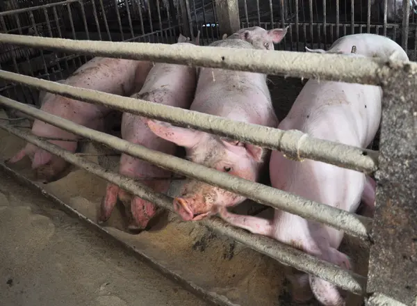Pigs are raised for meat on a livestock farm