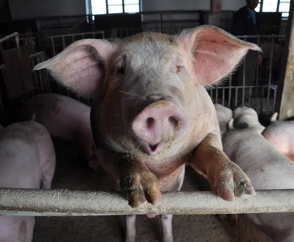 Pigs are raised for meat on a livestock farm