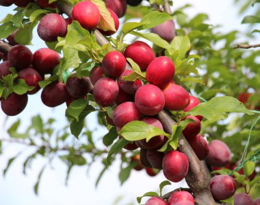 Bahçede, olgun eriklerle dolu bir ağaç dalında meyvelerin pembe renginde..