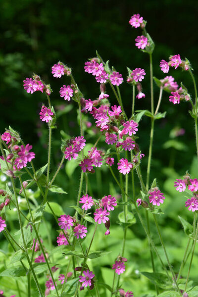 Silene dioica grows in the spring in the wild
