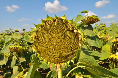 Yaz sonlarında ayçiçeği olgunlaşır tarlada.
