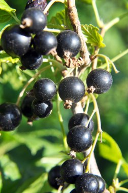 (Ribes nigrum) Çalı meyveleri olgun frenk üzümü vardır).