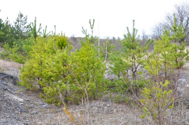 Vahşi doğada yetişen kendi kendine tohum veren çam ağacı.