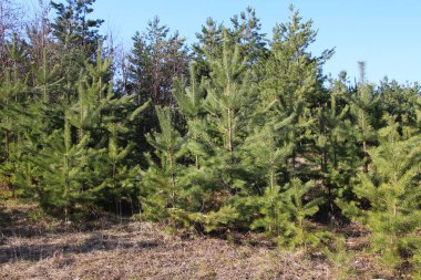 Vahşi doğada, ormanda çam ağaçları yetişir.