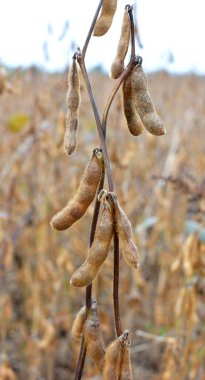 Bir tarlada olgunlaşmış soya tohumlarının üzerinde