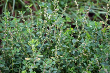Poligonum aviculare otları vahşi doğada yetişir.
