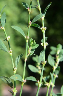 Poligonum aviculare otları vahşi doğada yetişir.
