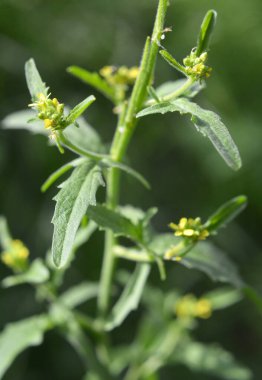 Sisymbrium officinale yazın doğada büyür.