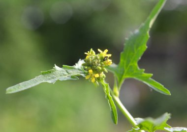 Sisymbrium officinale yazın doğada büyür.