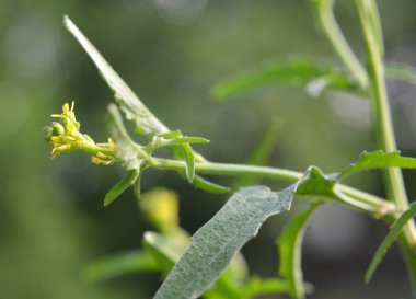 Sisymbrium officinale yazın doğada büyür.