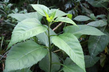 Kudüs enginarı (Helianthus tüberosus) bahçede açık alanda yetişir.