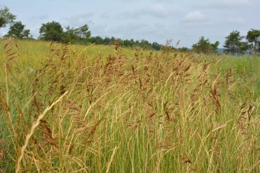 Mısır gevreği bromüsü vahşi doğada yetişir.