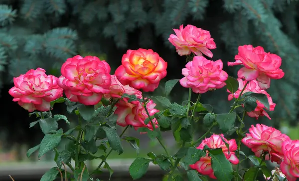 Róże Kwitną Ogrodzie Latem Obrazek Stockowy