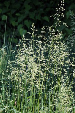 Çayırlarda, yabani otların arasında Poa büyüyor..