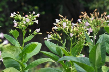 Bir tarladaki çiftlikte tütün yetişiyor.