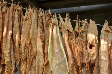 For drying, tobacco leaves are strung on a cord