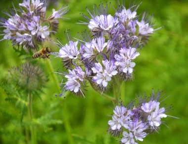Tarla, arılar için özel bir bal bitkisi olan safra çiçekleri açıyor.
