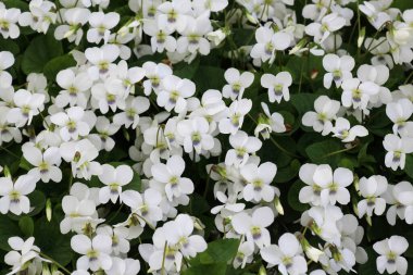 Baharda, çiçek tarhında beyaz menekşeler açar.