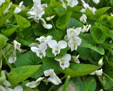 Baharda, çiçek tarhında beyaz menekşeler açar.