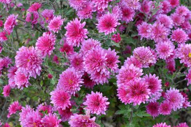 Kasımpatı çiçekleri sonbahar bahçesinde açar.