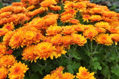 Kasımpatı çiçekleri sonbahar bahçesinde açar.