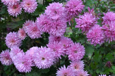 Kasımpatı çiçekleri sonbahar bahçesinde açar.