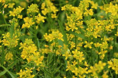 Yaban turpu ormanı (Rorippa sylvestris) vahşi doğada yetişir. 