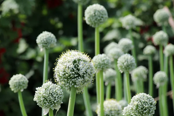 Vegetable onions, which is grown on the seeds, bloom in the garden