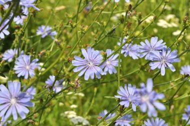 Chicory (Cichorium intybus) yazın vahşi doğada çiçek açar