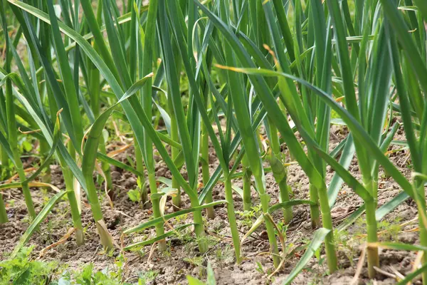 Polu Otwartej Glebie Organicznej Rośnie Czosnek Obrazy Stockowe bez tantiem