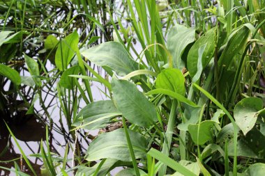Alizma bitkisi-aquatica nehir kıyısının sığ sularında yetişir.