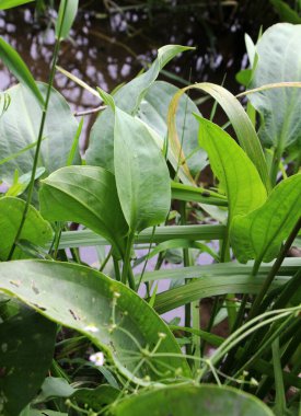 Alizma bitkisi-aquatica nehir kıyısının sığ sularında yetişir.