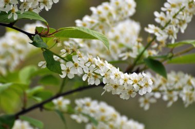 İlkbaharda, kuşkiraz ağacı (Prunus padus) doğal olarak büyür ve çiçek açar.