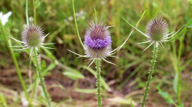 Dipsacus yazın doğada yetişir.