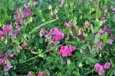 Yazın, Lathyrus tüberosus tarladaki otların arasında yetişir.