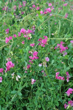 Yazın, Lathyrus tüberosus tarladaki otların arasında yetişir.