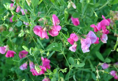 Yazın, Lathyrus tüberosus tarladaki otların arasında yetişir.