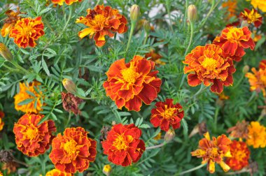 Çiçek tarlasında çalılar çiçek açar (tagetes) - Paskalya ailesinin yıllık bitkisi