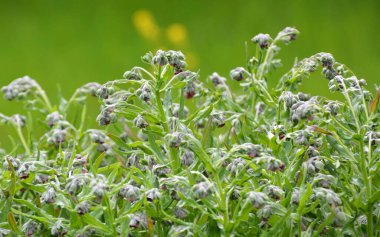 Vahşi doğada, Cynoglossum otlar arasında çiçek açar.