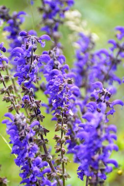 Yaz çayırlarında (Salvia pratensis) yabani otlar arasında çiçek açar.