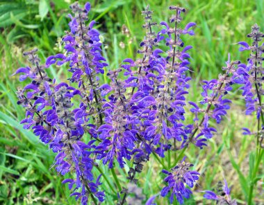 Yaz çayırlarında (Salvia pratensis) yabani otlar arasında çiçek açar.